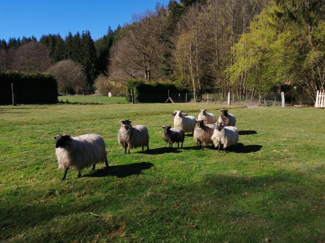 Vila La Gambas Des Bois Saint-Quirin Exteriér fotografie