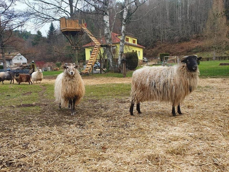 Vila La Gambas Des Bois Saint-Quirin Exteriér fotografie