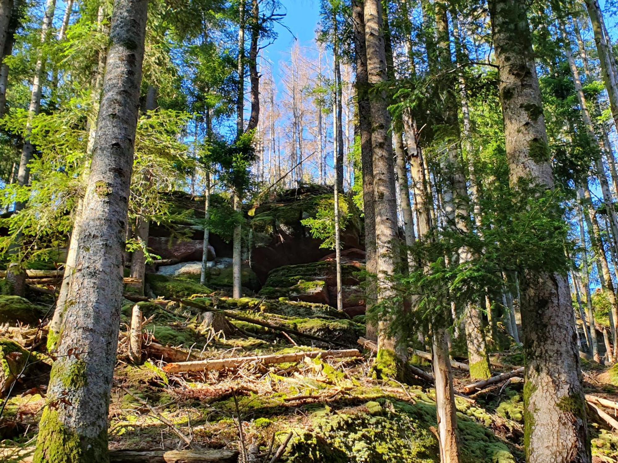 Vila La Gambas Des Bois Saint-Quirin Exteriér fotografie